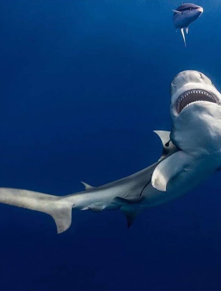 4 Solid reasons why travelers shouldn’t fear sharks